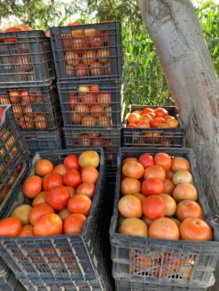 Semillas de Tomate COLONO  F1