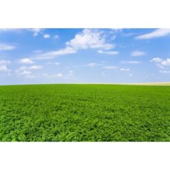Semillas de Alfalfa California 55