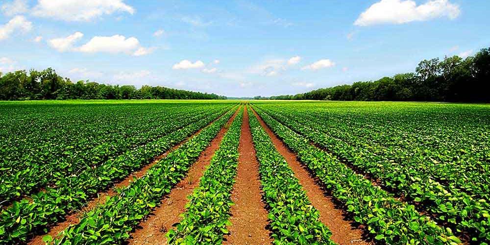 Semillería San Alfonso