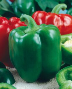 Semillas de Pimiento California Wonder