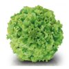 Semillas de Lechuga Milena ( 7.500 sem)