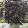 Semillas de Albahaca Púrpura (2 gr)