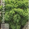 Semillas de Kale Dwarf Green Curled (3 gr)