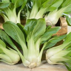 Semillas de Pack Choi Canton White (100 grs)