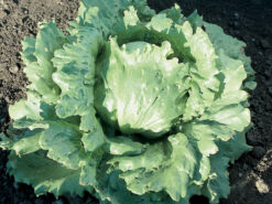 Semillas de Lechuga Desert Storm (25.000 sem)