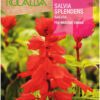 Semillas de Salvia Splendens Feu (0,5 g)