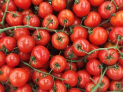 Semillas de Tomate Cherry Redondo Rojo (100g) SG2000