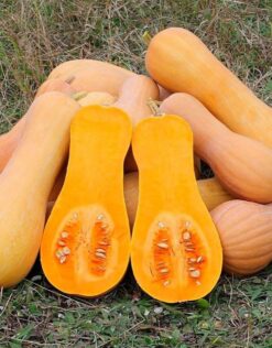 Semillas de Zapallo Waltham Butternut (100grs)