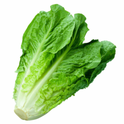 Semillas de Lechuga Costina Parris Island