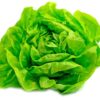 Semillas de Lechuga Neil Invierno (5.000sem)