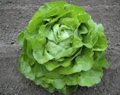 Semillas de Lechuga Española Graffiti