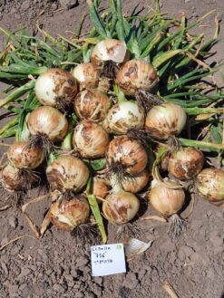 Semillas de Cebolla TTA-716 (Hib) (250grs)