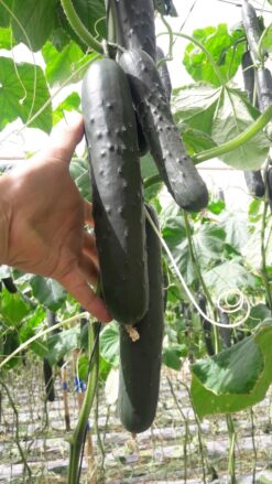 Semillas de Pepino HM 543 - F1