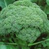 Semillas de Brocoli WALTHAM 29