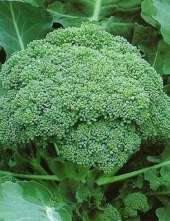 Semillas de Brocoli WALTHAM 29