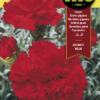 Semillas de Clavel Gigante Rojo Fito