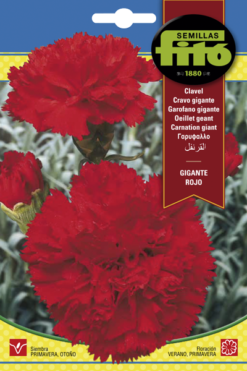 Semillas de Clavel Gigante Rojo Fito