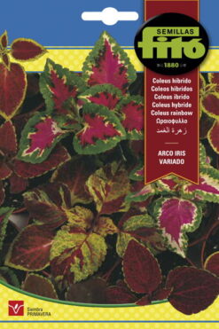 Semillas Coleus Híbrido Variado (400Mg)