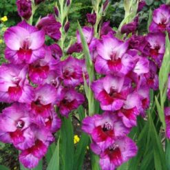 Gladiolo Purpura Rojo Alfafa