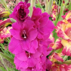 Gladiolo Rosado (Fortarosa)