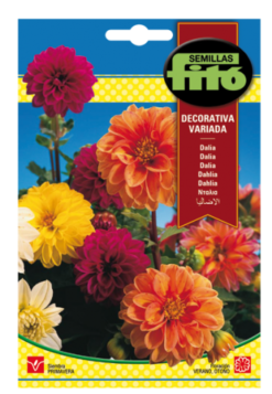 Semillas de Dalia Decorativa Variada.