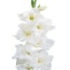 Gladiolo Blanco Flevo Ice