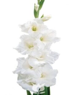 Gladiolo Blanco Flevo Ice