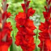Gladiolo Rojo Red Balance
