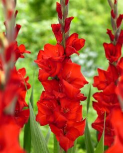 Gladiolo Rojo Red Balance