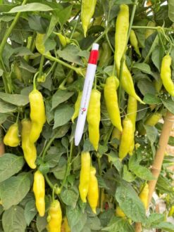 Semillas de Aji Super Kristal (1000 semillas)