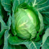 Semillas de Repollo Copenhaguen