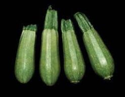 Semillas de Zapallo Italiano Clarita Hib.  (1000 sem)