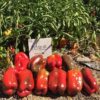 Pimiento Duque (1.000 Seeds) SLA