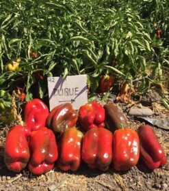 Pimiento Duque (1.000 Seeds) SLA