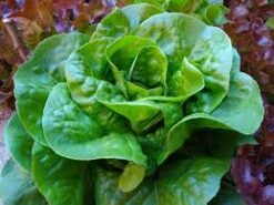 Lechuga Milanesa Parker  100 grs