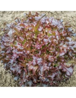 Semilla Lechuga Red Salad Bowl 100 grs