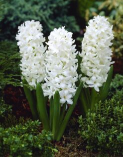 Bulbos de Jacintos Blanco