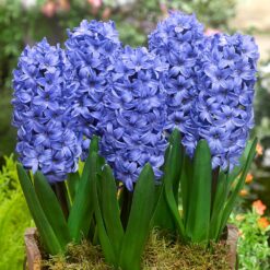 Bulbos de Jacintos Azul