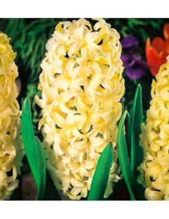 Bulbos de Jacintos Amarillos