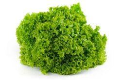 Semillas de Lechuga Lollobionda (100 Grs)