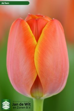 Tulipan  Ad Rem Naranjo - 12 unidades