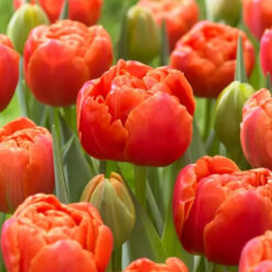 Tulipan  Icoon Naranjo