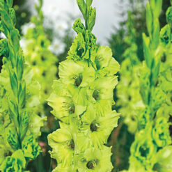 Gladiolo Green Star Verde