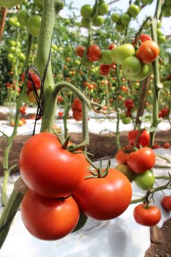 Tomate 7742 hib indeterminado (1000 semillas) Seminis