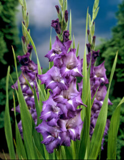 Gladiolo Pupura Azul