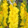Gladiolo Amarillo BRAVAL