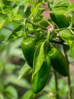 Semilla de Aji Jalapeño (20 semillas)