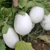 Semilla Berenjena Blanca Oval (100 grs)