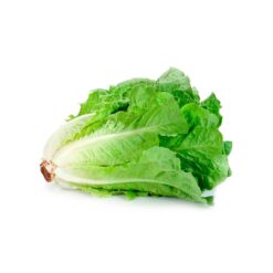 Semilla Lechuga Costina Tanius RZ (5.000 semillas)