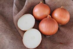 Semilla Cebolla Intermedio Minister (100.000 sem)